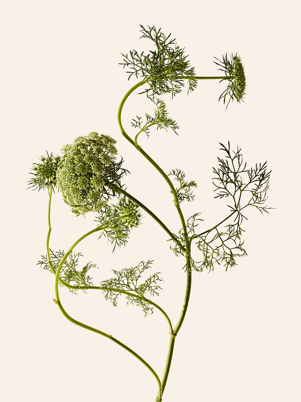 Orchard Piper - Photography by VICTORIA ZSCHOMMLER